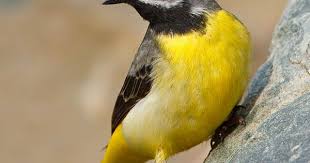 Uk Birds With Yellow Feathers Pin On Afghanistan Birds