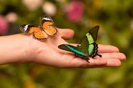 5 Motivos Para Você Gostar Mais das Borboletas 🦋 - Borboletário de São  Paulo