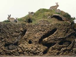 Warren Rabbit Habitat Rabbit Burrow Wild Rabbit