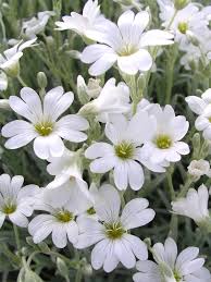 Image result for Cerastium indicum