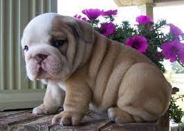 Fluffy Stunning Chunky English Bulldog Puppies Kc Reg Full Pedigree Available For Sale In Dogs And Puppies Bulldog Puppies English Bulldog Puppies Bulldog