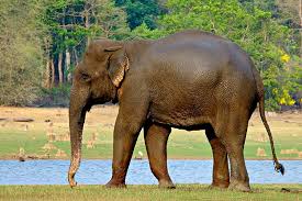 सपने में दिखे यह 3 चीज, sapne mein hathi dekhna