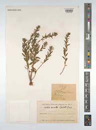 Image result for Clutia robusta