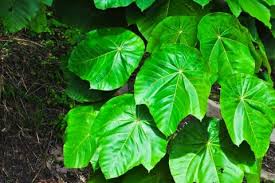クワズイモ アロカシア の花言葉とは 復縁の効果 風水 種類は Horti ホルティ By Greensnap