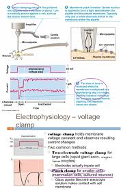 The Patch Clamp Voltage Clamp Technique Is A Laboratory Technique In Electrophysiology That Allows The Study Of Single Or Multiple Ion Channels In Cel Mestrado