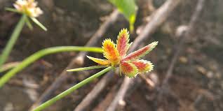 Image result for Pycreus flavidus