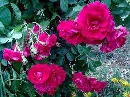 النفنوف الأحمر flowers rose plants