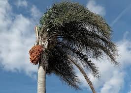 Image result for Syagrus romanzoffiana