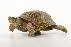 If so, you must keep it indoors.) a pen built of sturdy. Care Of Box Turtles Lovetoknow