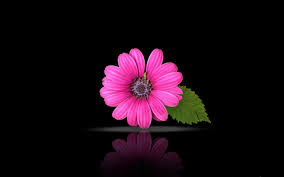 Black Background With Rose Petals Pink Beautiful Flowers On Black Background Superb Wallpapers Happy Mothers Day Images Happy Mother Day Quotes Happy Mothers Day