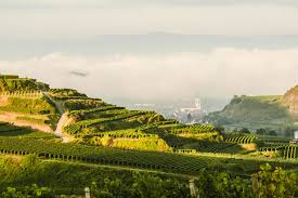 Fritz keller und seinen leuten ist es gelungen, aus dem jahrgang 2009, dem die weintrinker mit hohen erwartungen entgegen sehen, etwas seriöses zu machen. Weingut Franz Keller
