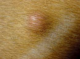 Image result for mastocytoma in dogs