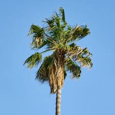Image result for Washingtonia filifera