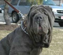 American staffordshire terrierul (sau amstafful) este o rasă de câini de talie medie, cu păr scurt și neted, care își are originile în statele unite ale americii. Rase De Caini Interzise Galerie Foto Mobile