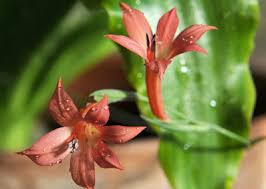 Image result for Gladiolus pretoriensis