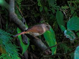 Cara membedakan burung flamboyan jantan dan betina. 19 Burung Flamboyan Jawa Terupdate Pojok Burung