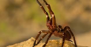 Image result for Tarantula Bite