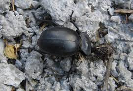 Check spelling or type a new query. Tribe Akidini Inaturalist