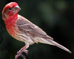 400 x 296 jpeg 21 кб. What Is The New Hampshire State Bird Nh State Symbols