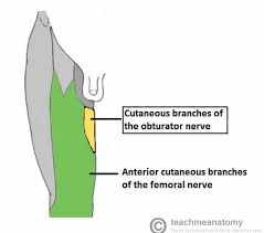 Image result for Obturator Nerve Compression