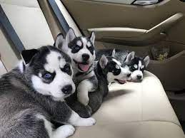 Litter Of 6 Siberian Husky Puppies For Sale In Watchung Nj Adn 34552 On Puppyfinder Com Gender Mal Siberian Husky Puppies Husky Puppies For Sale Husky Puppy