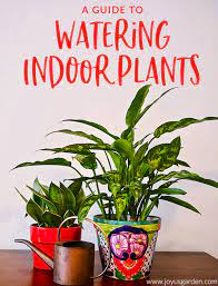 A ficus in high light by a south window might get fertilizer once a month. A Guide To Watering Indoor Plants Joy Us Garden