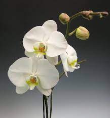Fav Flower Orchid Flower Arrangements Phalaenopsis Orchid Orchid Flower
