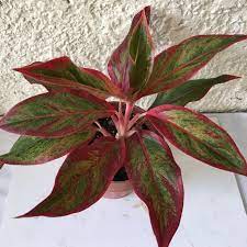 Shop a large variety of basil seeds and plants that are rich in flavor and provide numerous health benefits at burpee. Siam Aurora Or Lipstick Aglaonema Indoor Air Purifying Plant Shopee Philippines