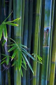 Nature Iphone Wallpaper Mariusz Dabrowski Blog Bamboo Tree Bamboo Bamboo Plants
