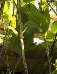 Image result for Dioscorea dregeana