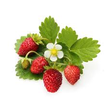 Is this wild strawberry?, 1 by. What Do Strawberry Plants Look Like Top Facts