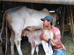 Saya sekarang sedang duduk di tembok yang sama yang pernah saya duduk dua tahun lepas di tepi sebuah pantai barat semenanjung. Melalui Inseminasi Buatan Ib Populasi Ternak Sapi Tahun 2019 Di Kabupaten Purbalingga Bertambah 1 973 Ekor Kabupaten Purbalingga