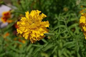 They are among several groups of plants known in english as marigolds. Tagetes Studentenblume Tipps Zu Standort Pflege Sowie Vermehrung