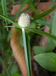 Image result for Kyllinga squamulata