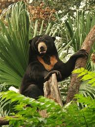 Funkysafari Malayan Sun Bear Animals Beautiful Sloth Bear