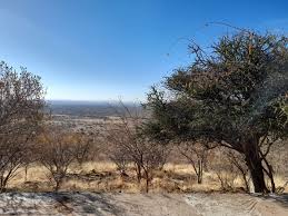 Image result for Boscia foetida