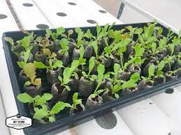 Nft Hydro Export Nft Hydroponic Equipment Across The World Hydroponics Hydroponic Equipment Aquaponics