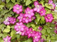 We did not find results for: Photo Clematis Ville De Lyon About Garden Com