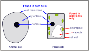 Check spelling or type a new query. Bis 002a Plant Versus Animal Cells