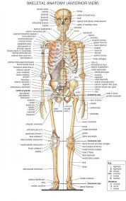Human Skeletal System In Hindi Human Skeleton Anatomy