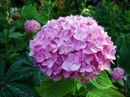 Hydrangea Thank You For Understanding Frigidity Heartlessness White Pink And Purple Hydrangea Bees Plants Indoor Flowering Plants Flowering House Plants