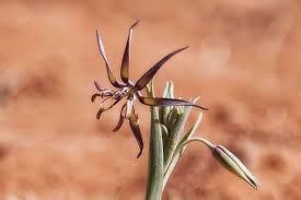 Image result for Ornithoglossum