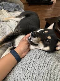 Black And Tan Shiba Inu Mix Corgi Shiba Inu Mix Reviewed By Vets 3 Reasons To Avoid Doggypedia In 2020 Shiba Inu Shiba Inu Corgi Mix Shiba Inu Mix