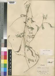 Image result for Indigofera daleoides