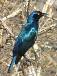 Birds Of South Africa Images Pin Ot Polzovatelya Terence Niemand Na Doske Animals Zhivotnye Pticy Ptichki