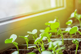 If you take frequent vacations, find plants that need to be growing from seed greatly increases your likelihood of failure. Common Mistakes Made While Growing Seeds Indoors