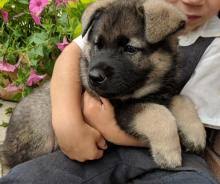 Norwegian elkhound puppies, breeders, puppies for sale, norwegian elkhound dog breed profile, history, height, weight, care, training, grooming, pictures, norwegian elkhounds. Puppies For Sale Other Breed Norwegian Elkhound Belgium Antwerp