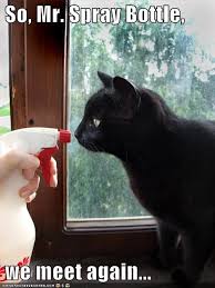 The best bottle memes and images of january 2021. I Can Has Cheezburger Spray Bottle Funny Animals Online Cheezburger