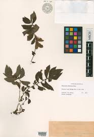 Image result for Elatostema monticola