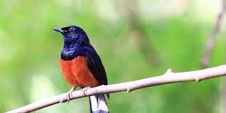 Ciri Ciri Murai Batu Stres Penyebab Cara Mengatasinya Pintarpet